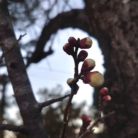 松 陽樹|生物マツって陽樹だったんですか？今までマツは陰樹だとおもっ。